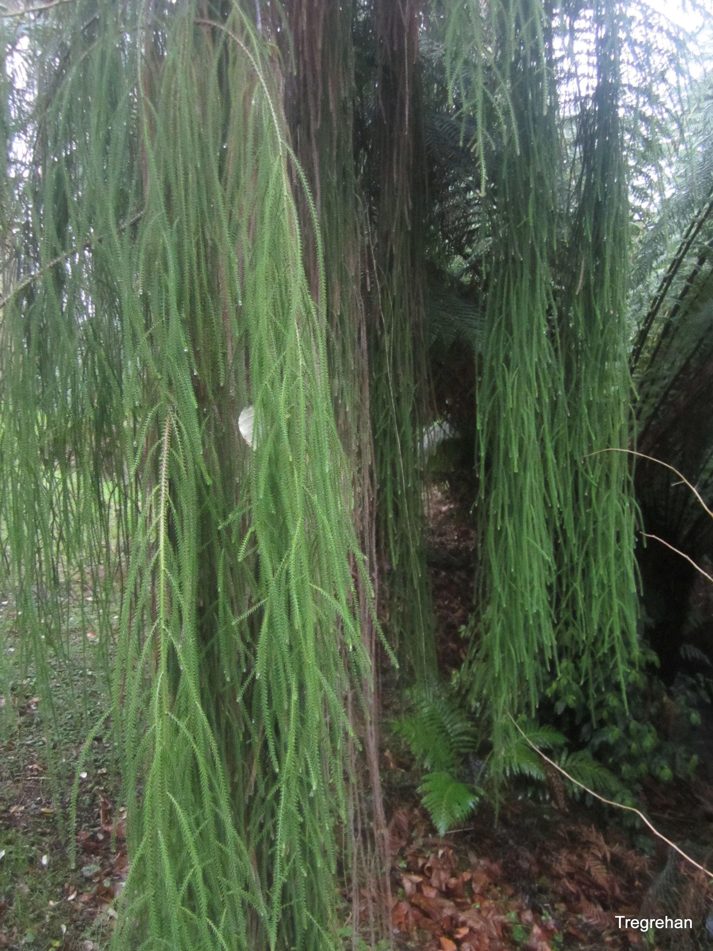  Dacrydium cupessinum 