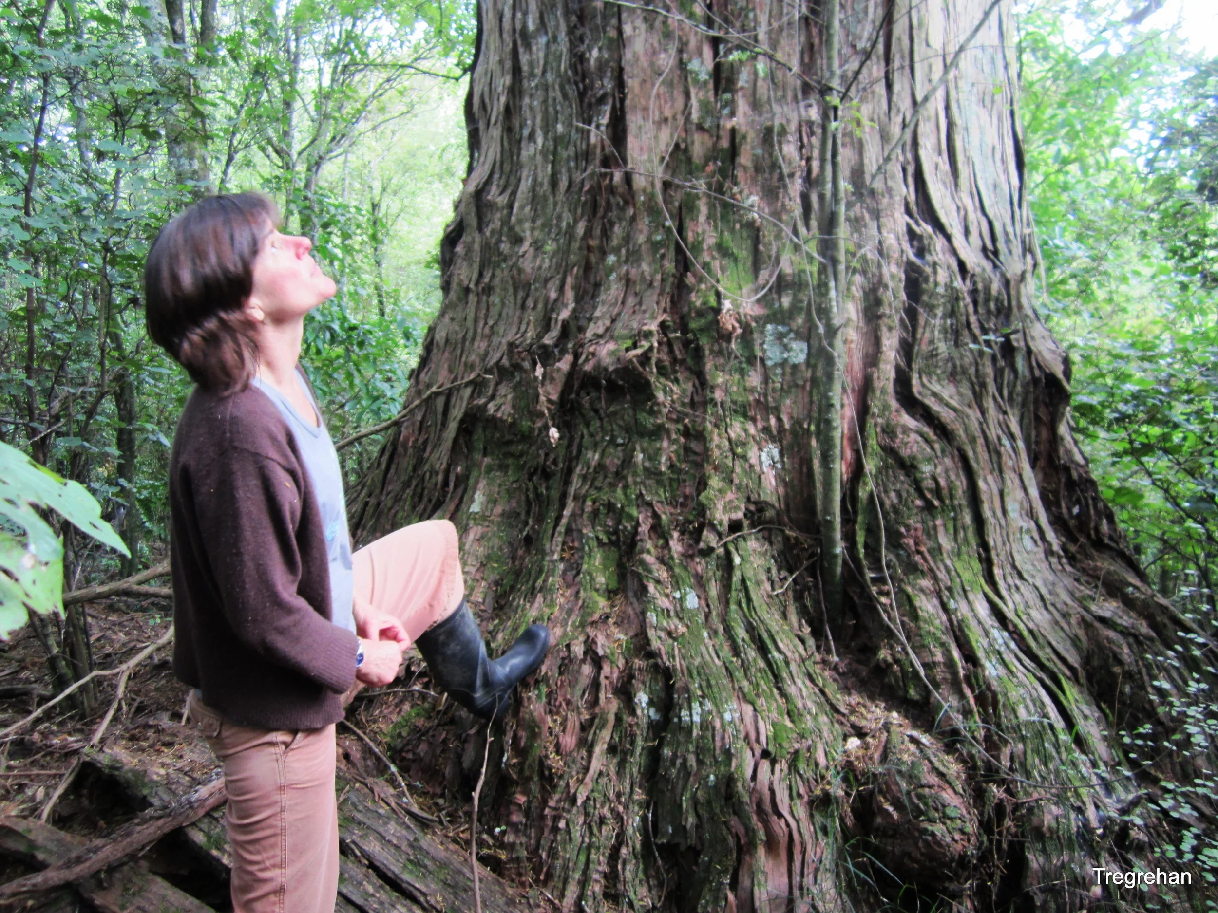  Podocarpus totara &nbsp;Gwavas Bush NZ&nbsp; 