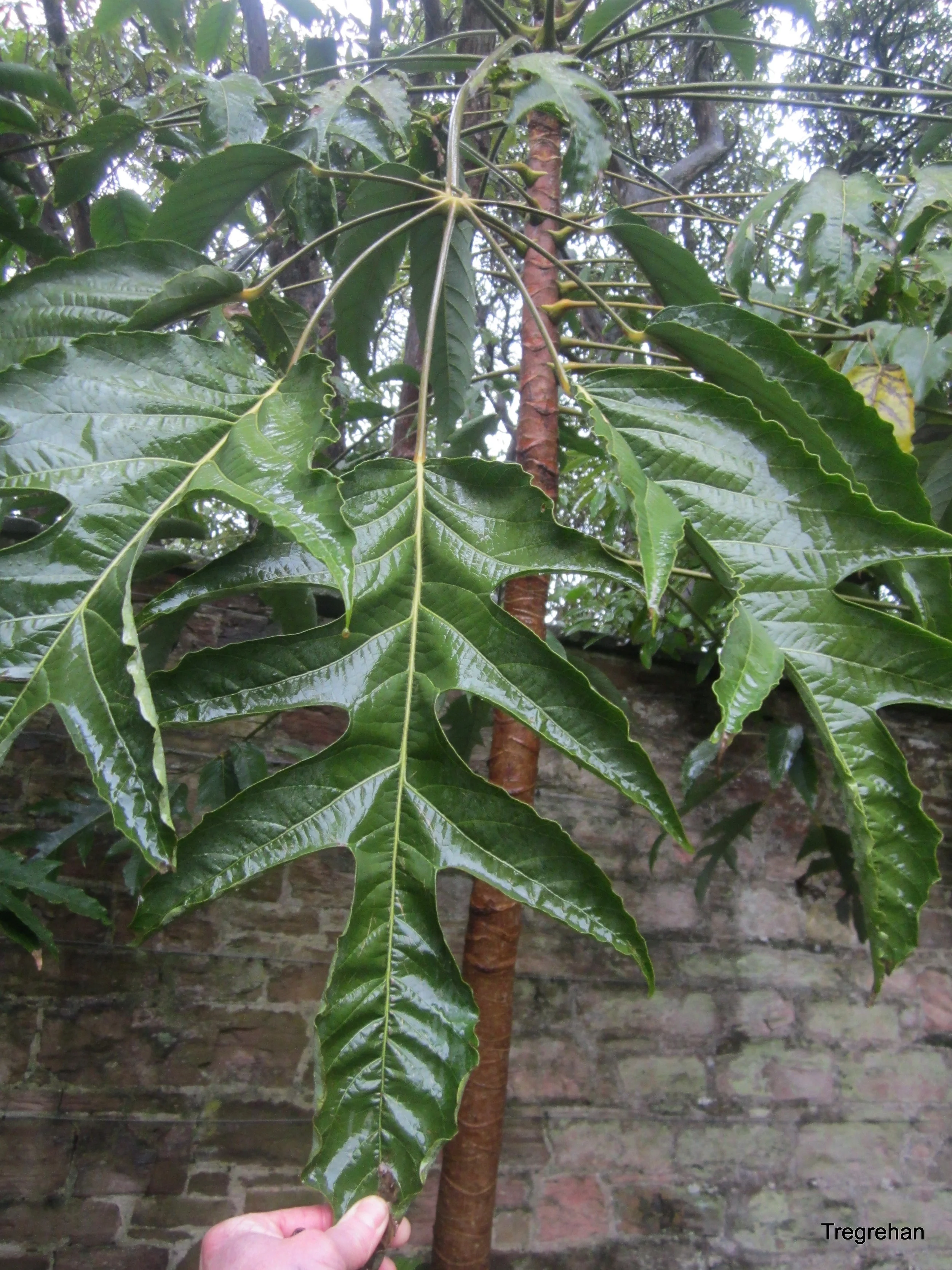  Schefflera treveesioides 