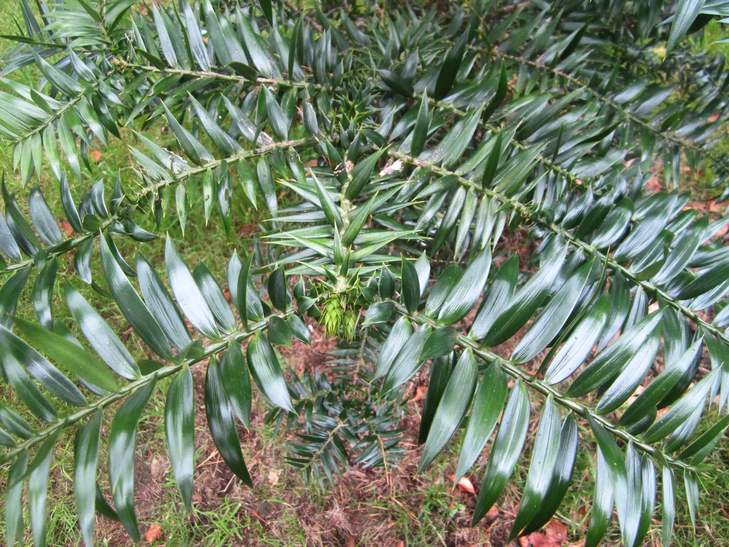 Araucaria bidwillii