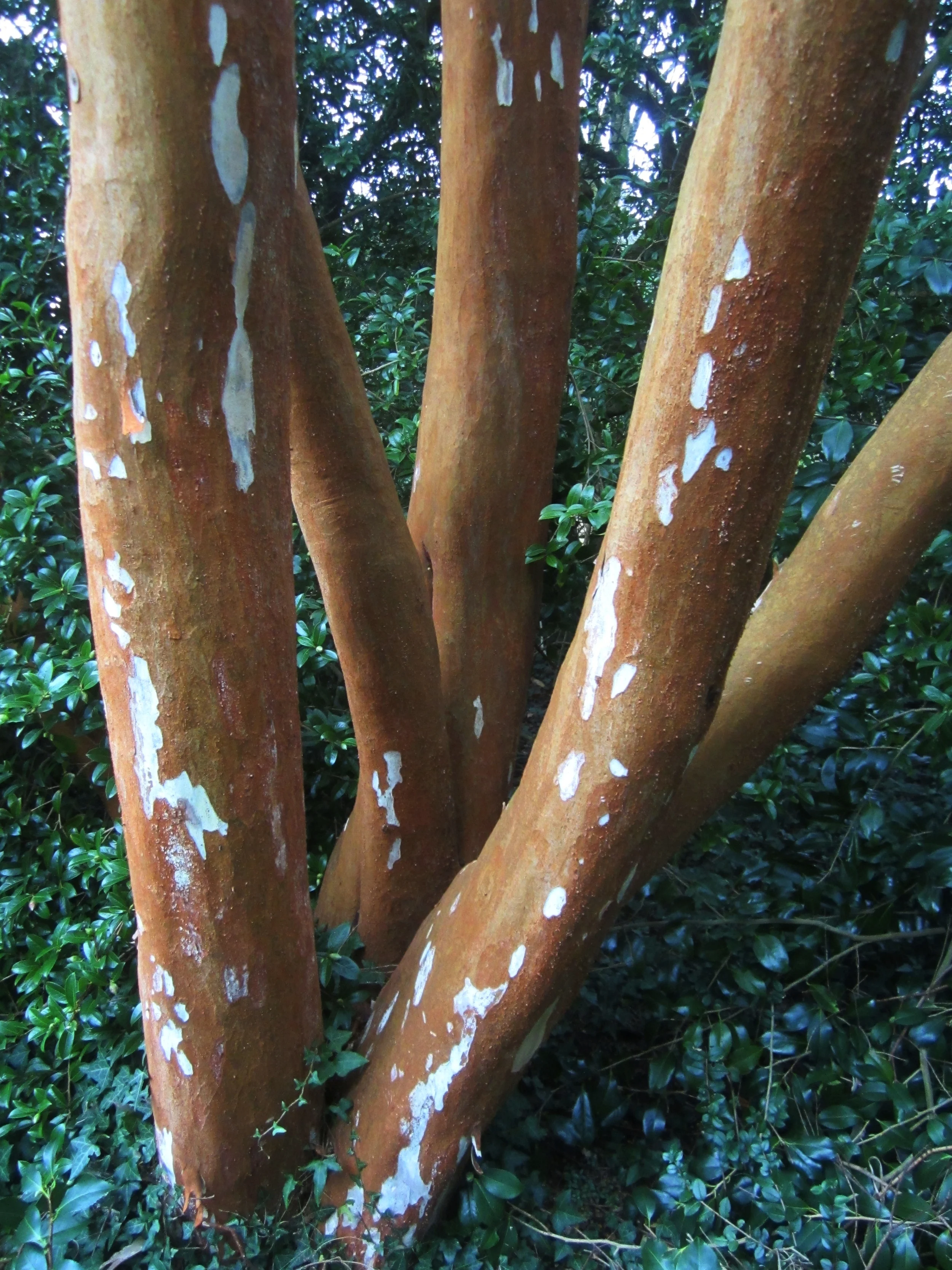 Myrtus luma