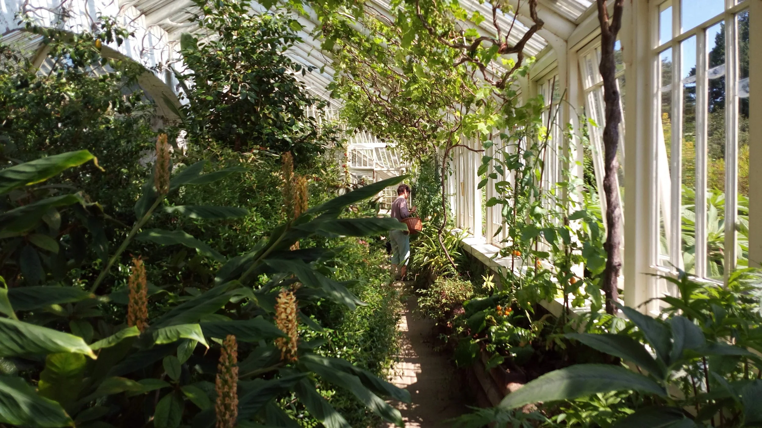 greenhouse_mum.jpg