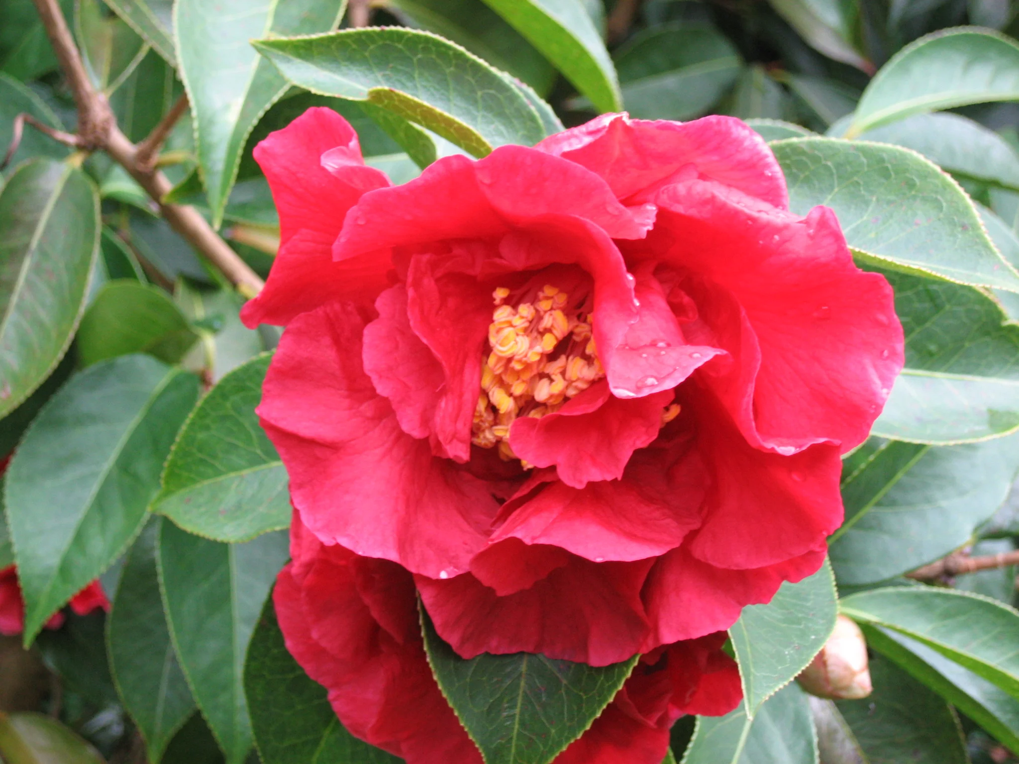IMG_9385.png