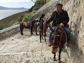 FiraDonkeysSantorini_320x240.jpg