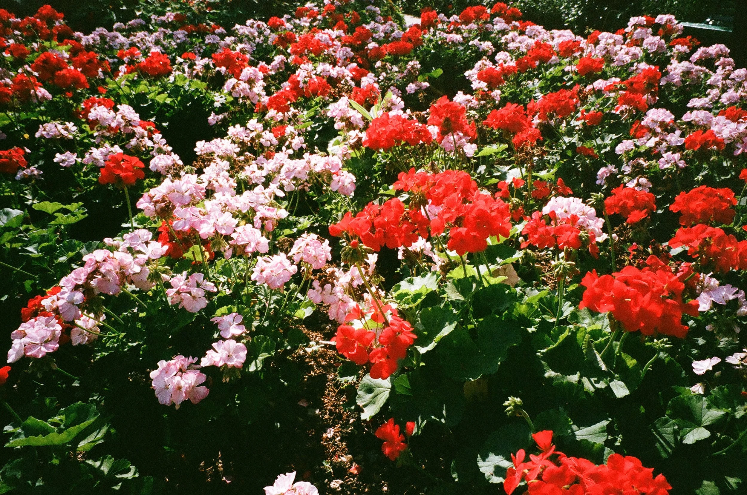 Claude Monet's garden at Giverny