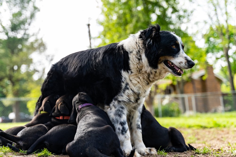 Why Do Dogs Run Around Like Crazy Sometimes