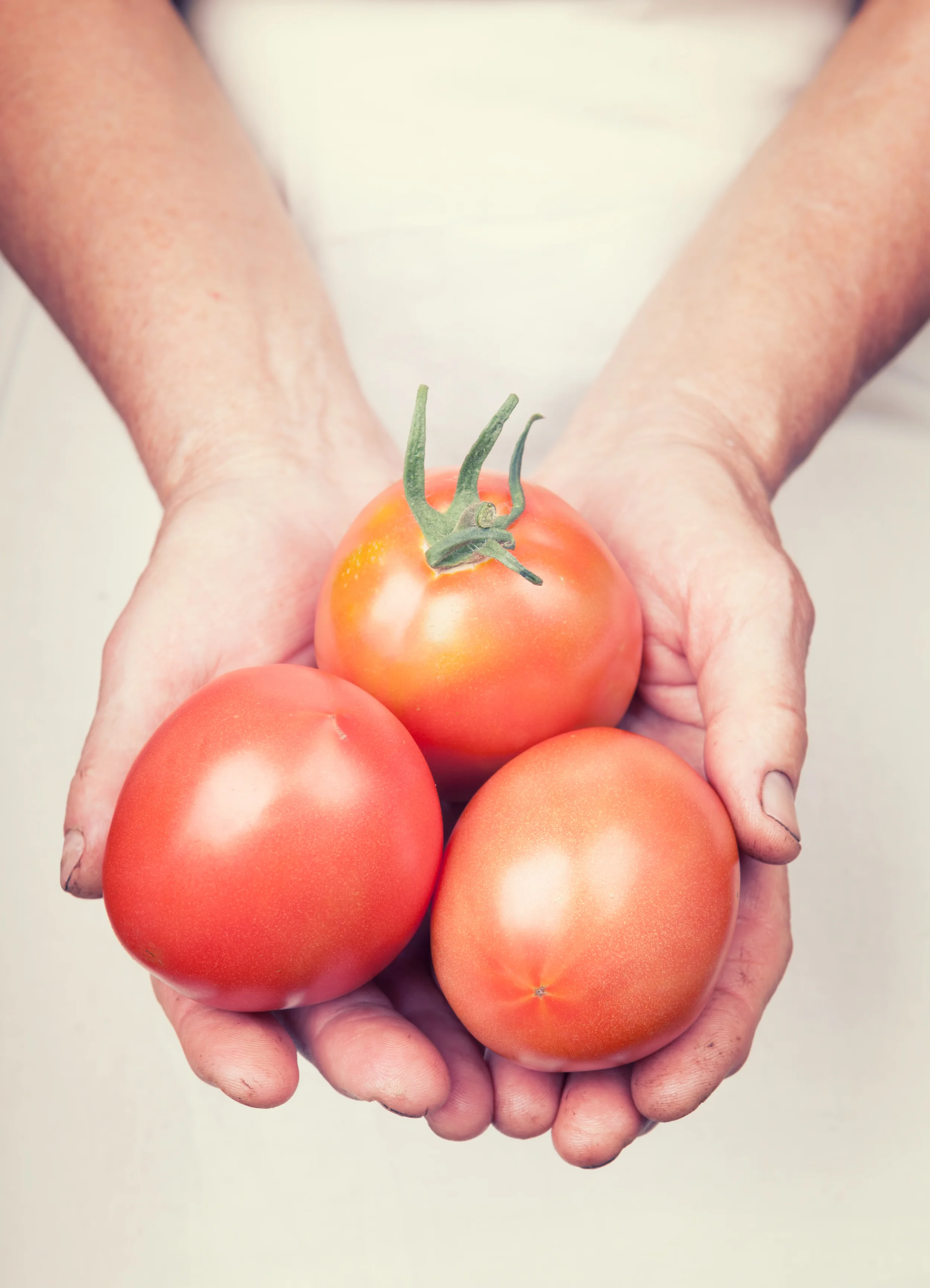 Father of the Modern Tomato