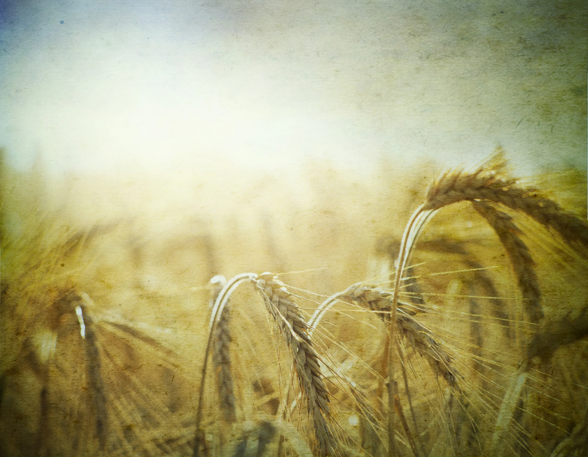 The Durham Wheat Industry