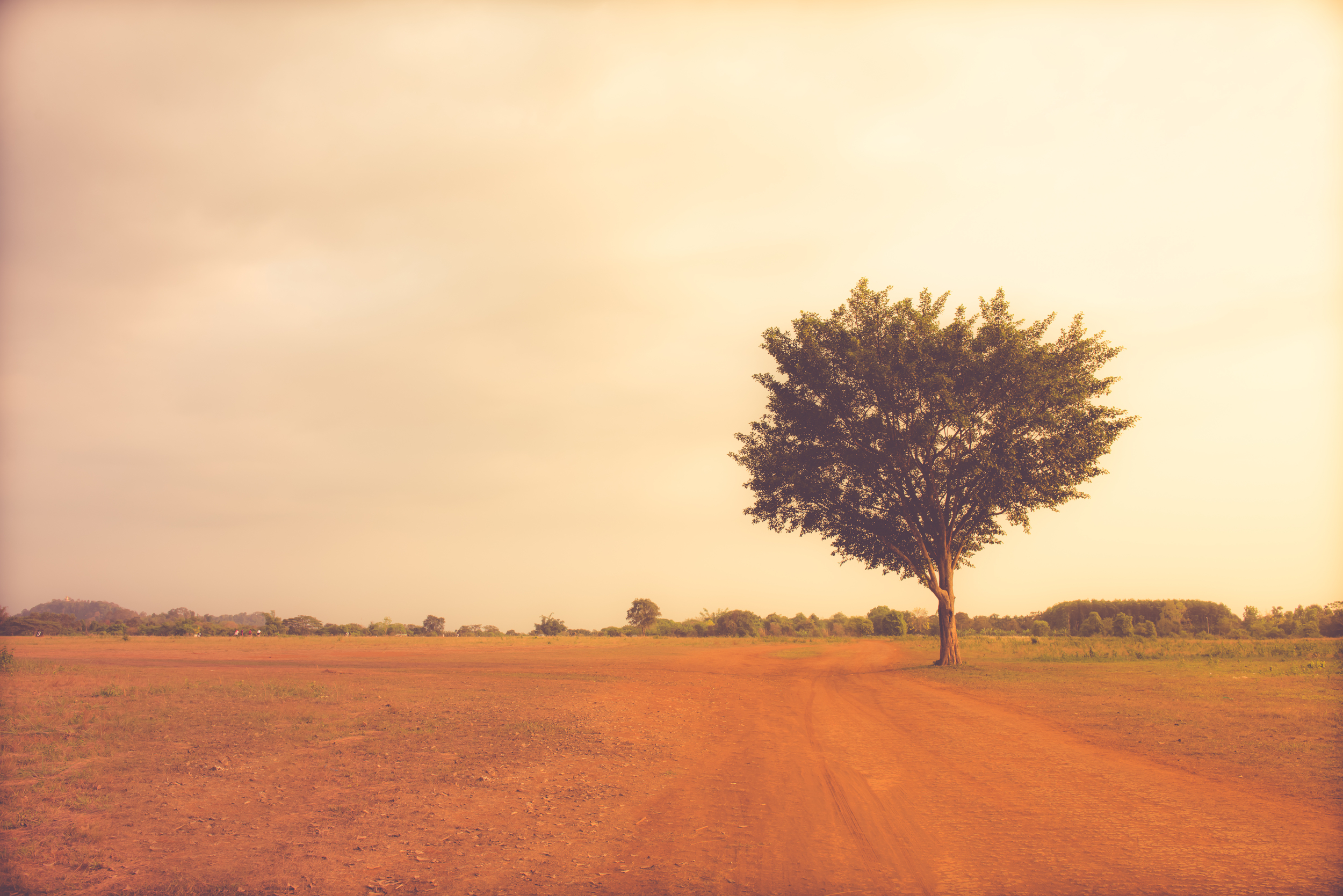 Davey: Father of Tree Surgery
