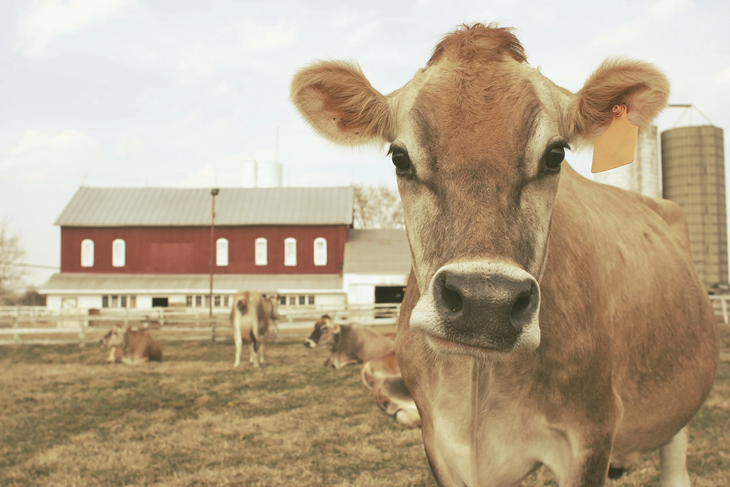 Wisconsin Dairy Barns