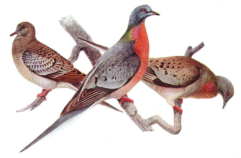 Passenger Pigeon, Ectopistes migratorius, juvenile (left), male (center), female (right), offset reproduction of watercolor. Image source: Ectopistes migratoriusAAP042CA.jpg (derived from Birds of New York (New York State Museum. Memoir 12), Albany: University of the State of New York.) by Louis Agassiz Fuertes (1874–1927) is licensed under Public Domain Mark 1.0