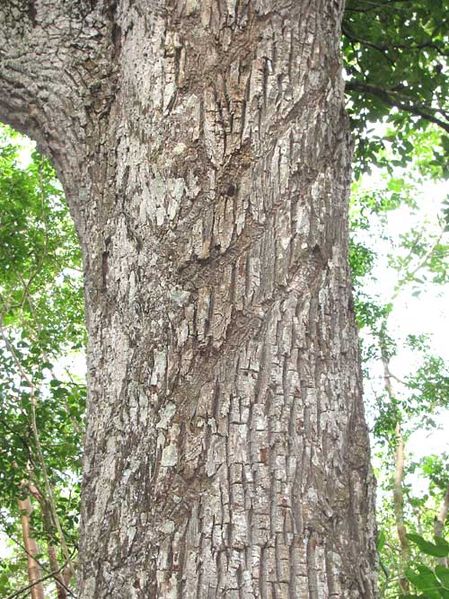 A Sapodilla tree trunk in a Yucatán forest (trunk is approximately 1-meter in diameter). Diagonal scars across trunk are the results of previous tapping for Chicle. Image source: Sapodilla-bark.jpg by Jim Conrad ( website and article ) is licensed under Public Domain Mark 1.0