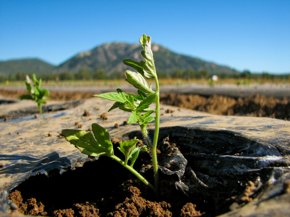 Tomatoes around the world: Tomato plant just after planting on a tomato farm in north Queensland, Australia, 17 July 2010. Image source: Tomato plant 1000x750.jpg by Noak Westerberg is licensed under Public Domain Mark 1.0