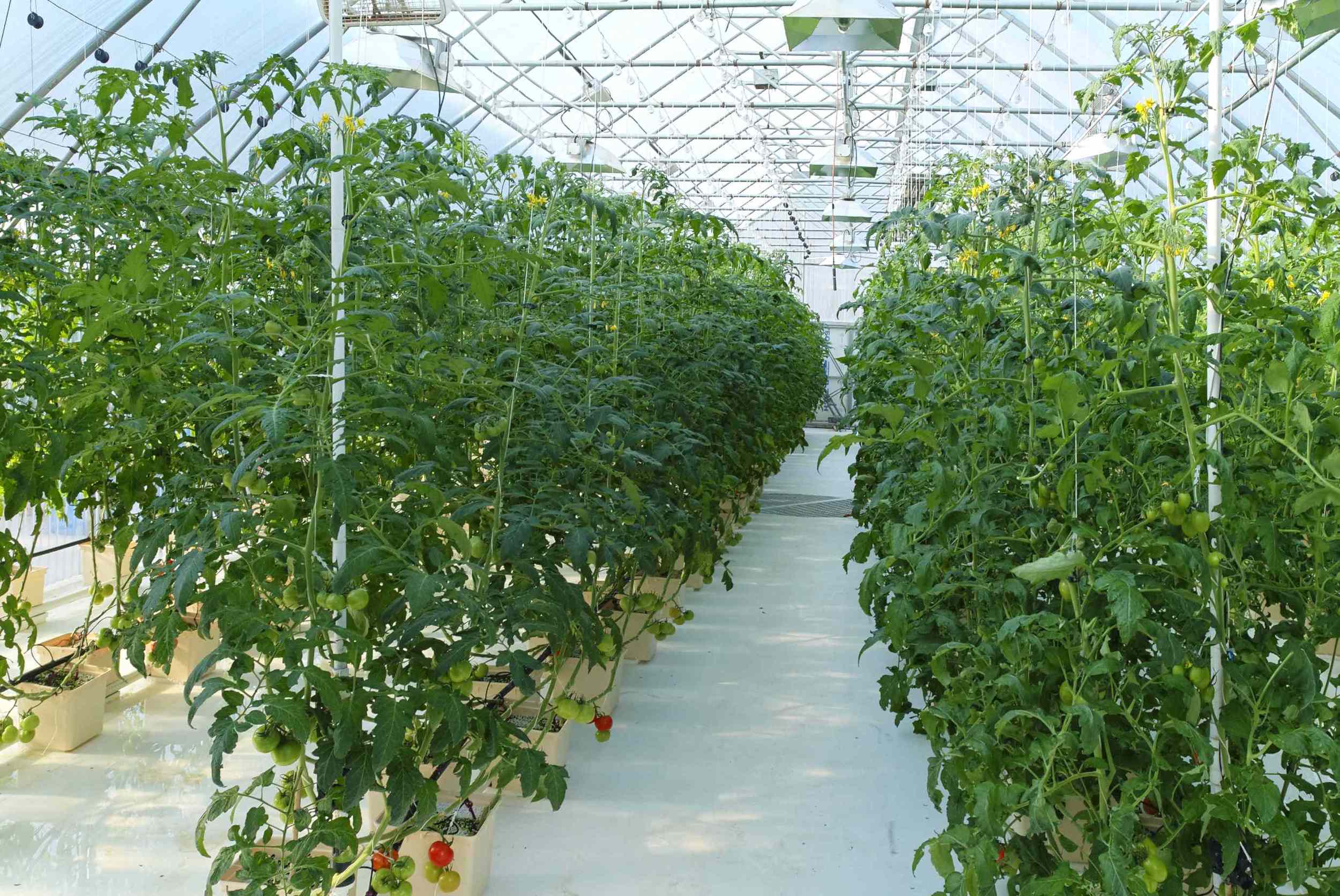 Tomatoes around the world: Tomatoes being grown near the Arctic Circle in greenhouse heated entirely with water from geothermal source, Chena Hot Springs , 2011. Image source: The Ohio Academy of Science