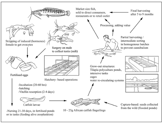 Production cycle of Clarias gariepinus (North African Catfish). Image source: “ How to Farm North African Catfish ,” 15 October 2012, Copyright © www.TheFishSite.com - reproduced with permission