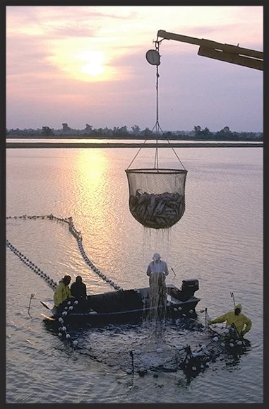 Aquaculture - workers harvest catfish from the Delta Pride Catfish farms in Mississippi. Image source: Delta Pride Catfish farm harvest.jpg by Ken Hammond, USDA OnLine Photography Center, is licensed under Public Domain Mark 1.0