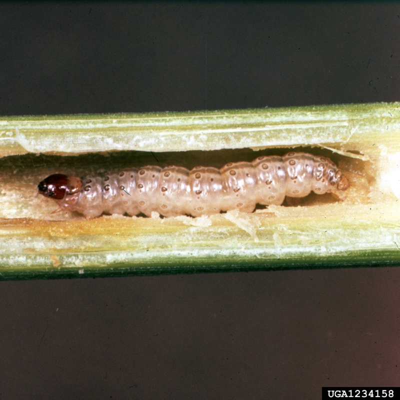 European corn borer (Ostrinia nubilalis) in corn. Image source: Image Number: 1234158 by Clemson University - USDA Cooperative Extension Slide Series, Bugwood.org is licensed under CC BY 3.0 US