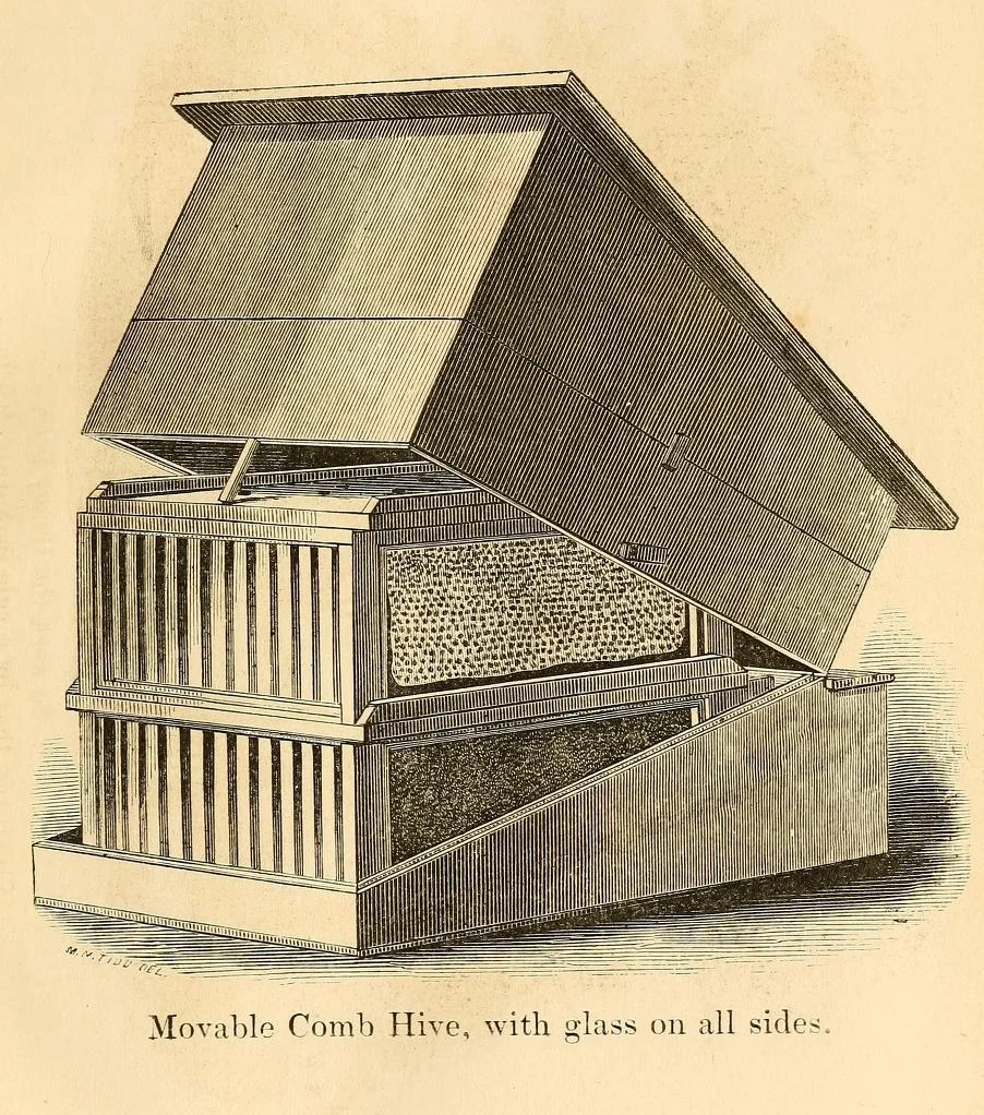 Movable comb hive, with glass on all sides. Image source: A practical treatise on the hive and honey-bee, 2nd edition , 1857, frontispiece (assessed from the Internet Archive , original contributor Library of Congress ), by L. L. Langstroth, is licensed under Public Domain Mark 1.0