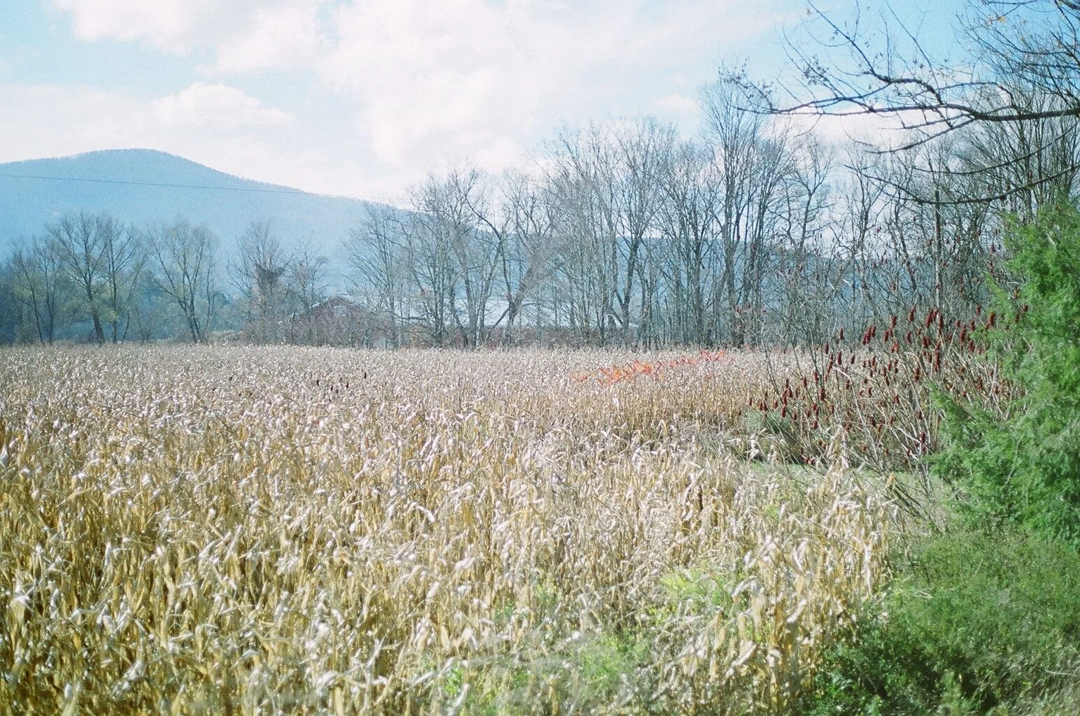 wheatfield.jpg