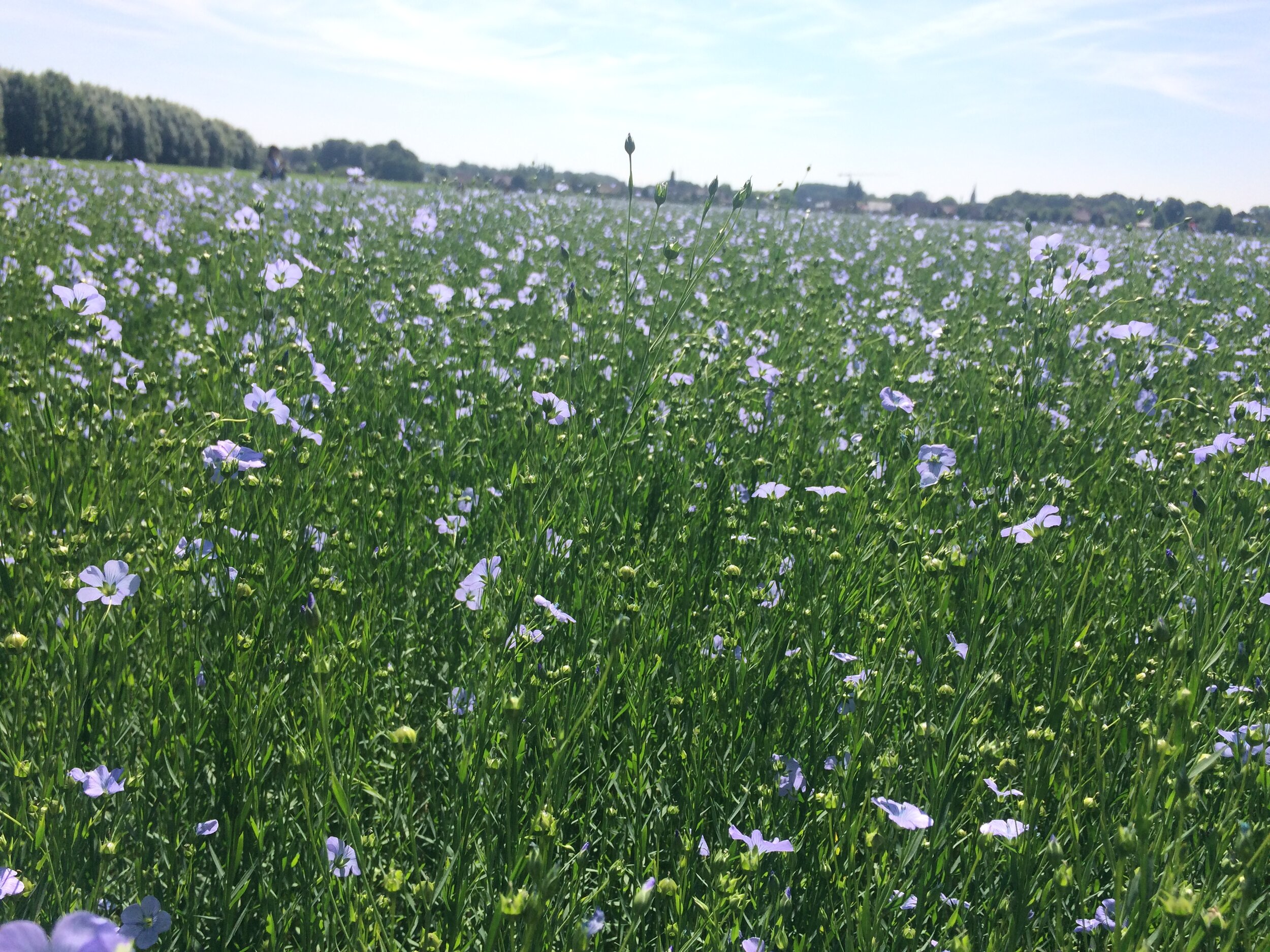 field2_©CELC - The European Confederation of Flax and Hemp.JPG