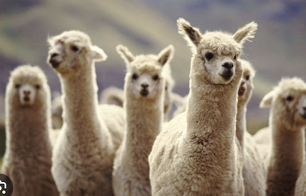 alpacas.png