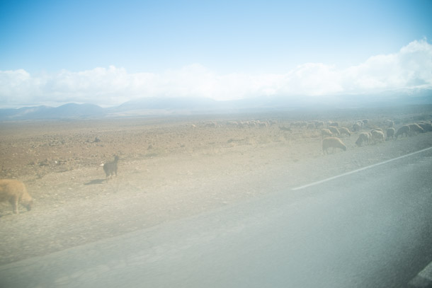 _DSC0947.jpg
