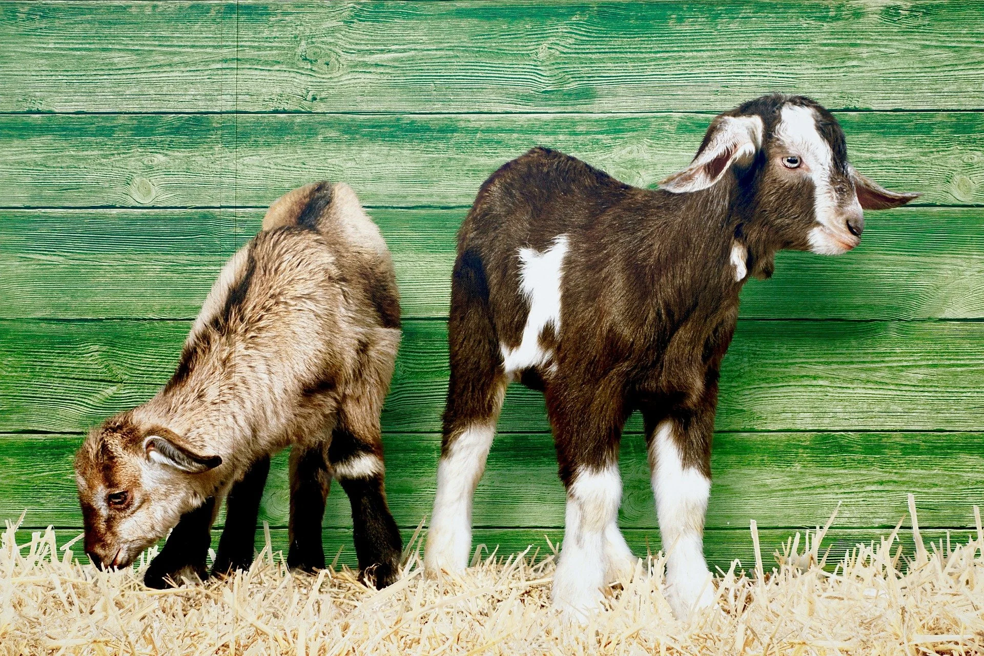 Baby Goat Visits