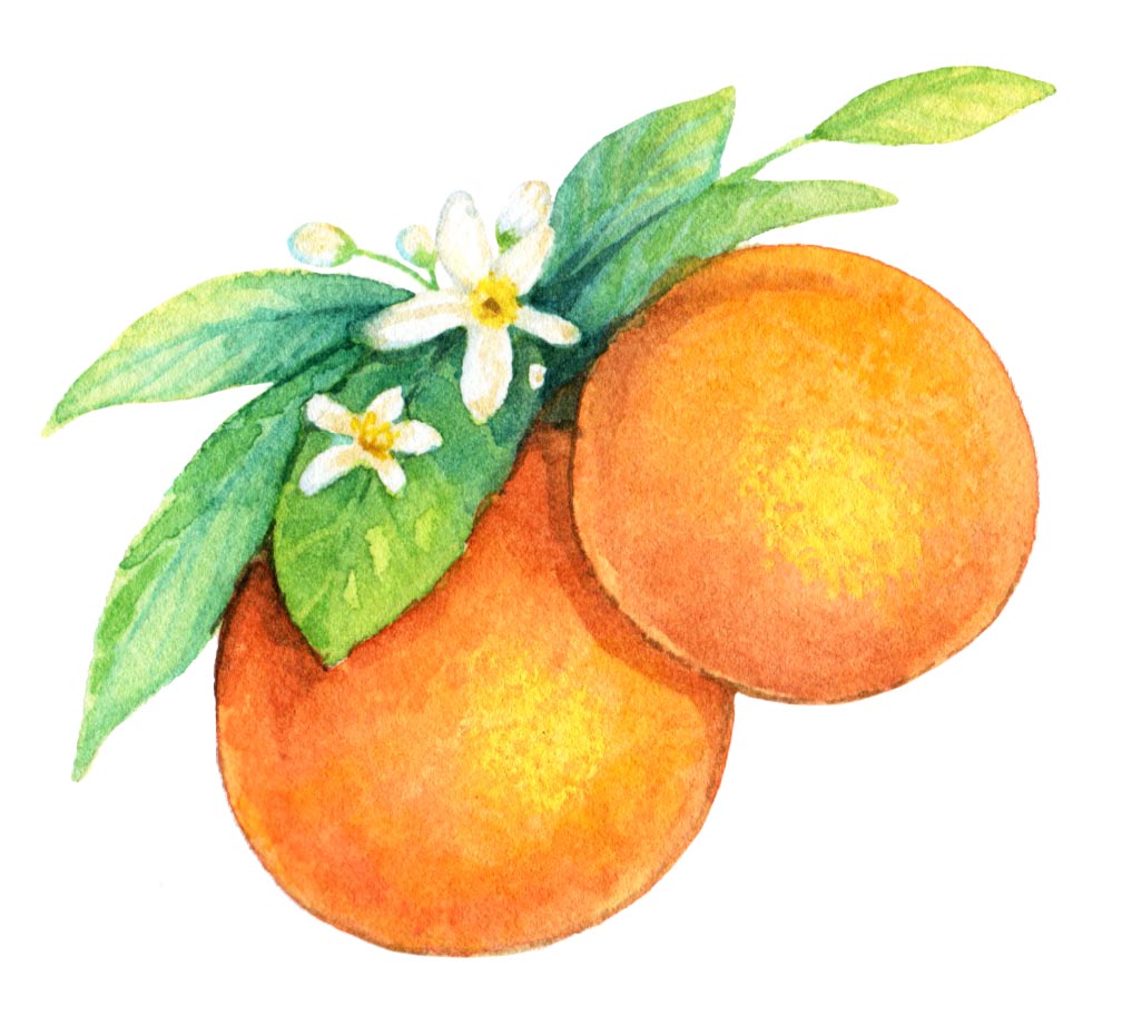 Orange Blossoms