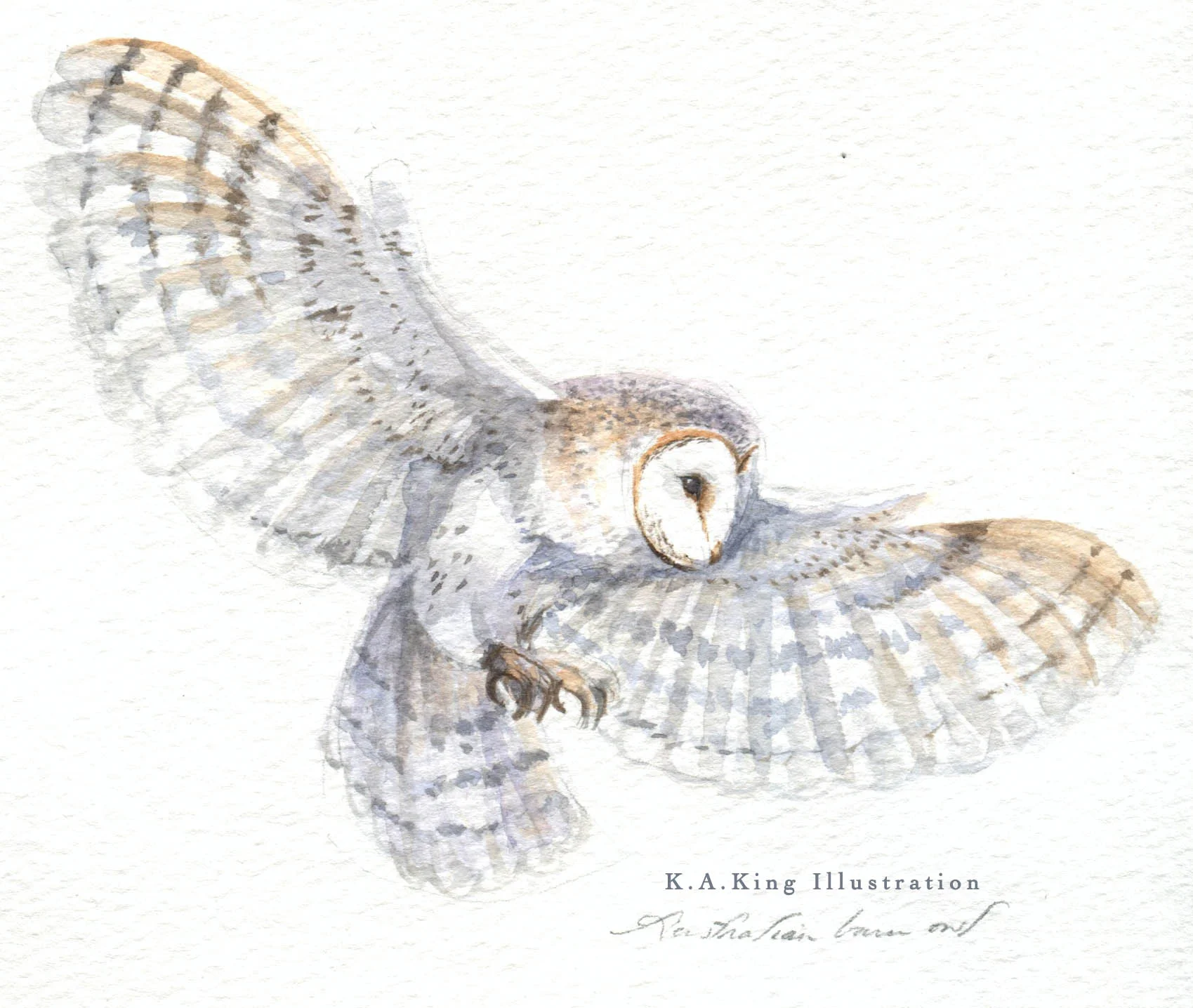 Australian Barn Owl