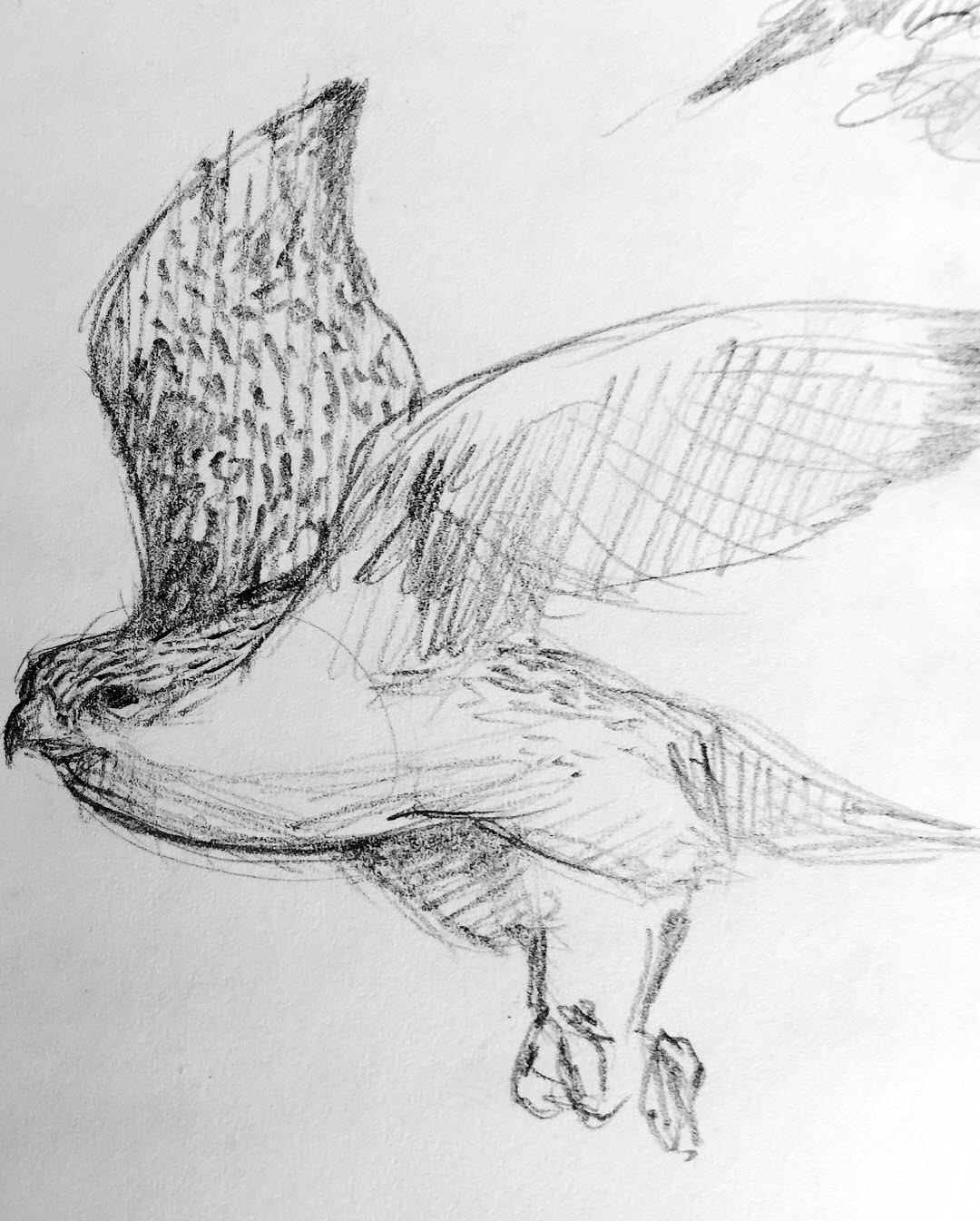 Gyrfalcon Sketch I