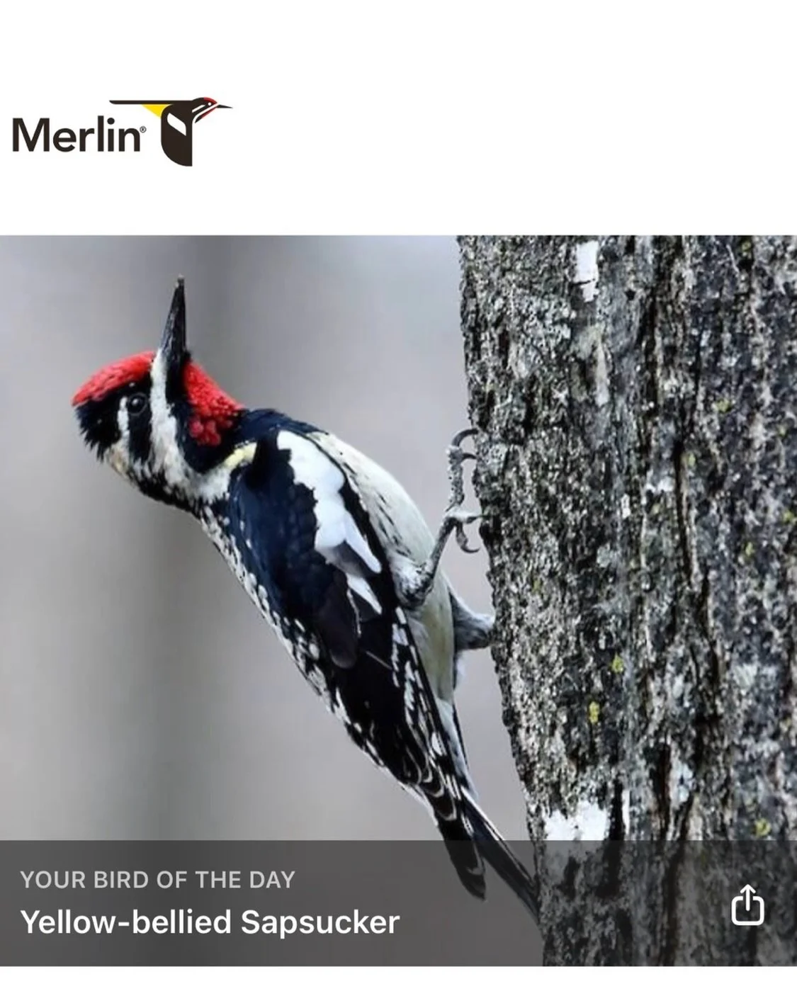 My bird today in the Merlin App:

the Yellow-bellied Sapsucker.

Sounds like an old-timey insult, and I&rsquo;m totally here for it.

That is all.