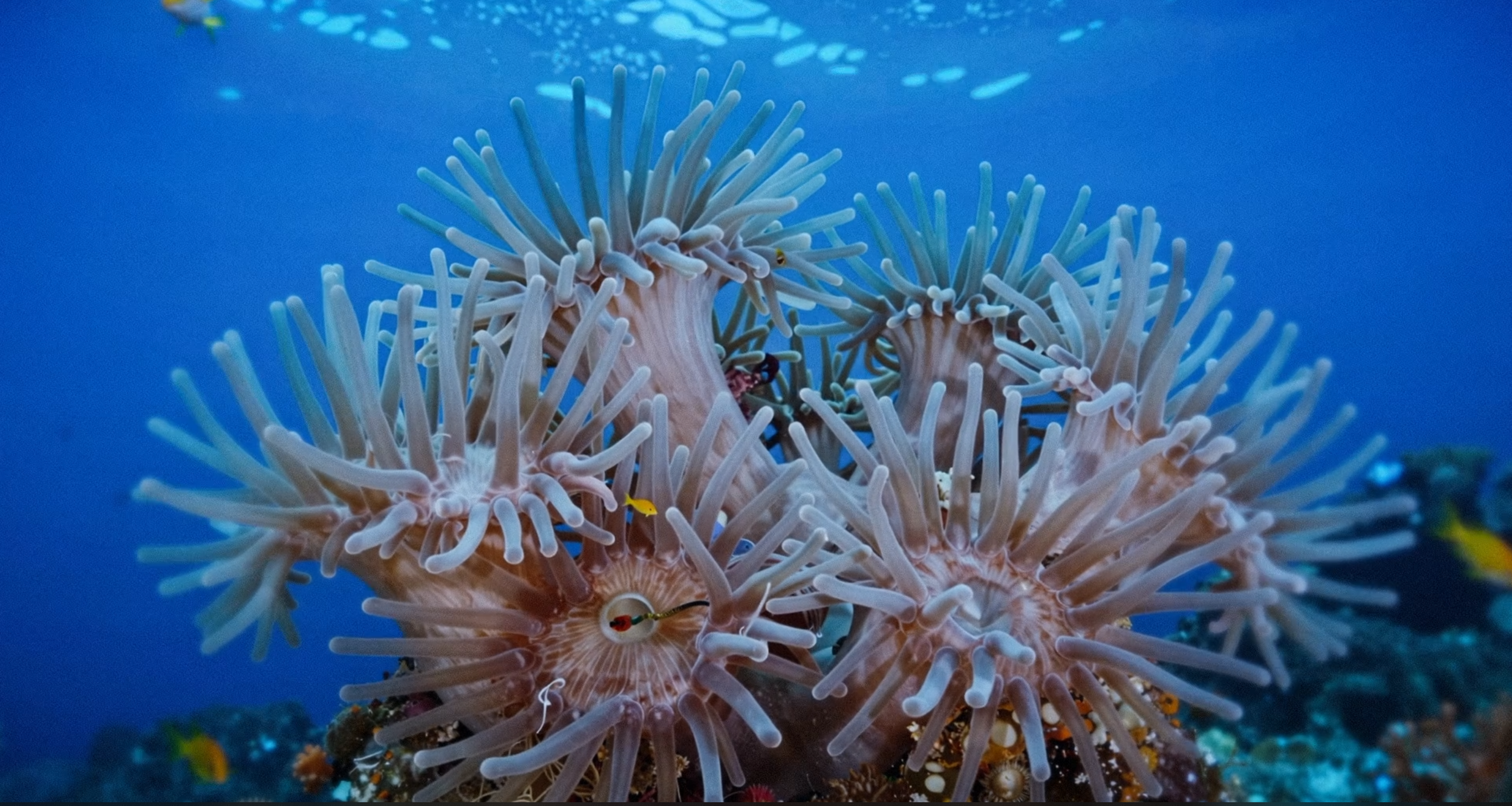 Underwater Exploration