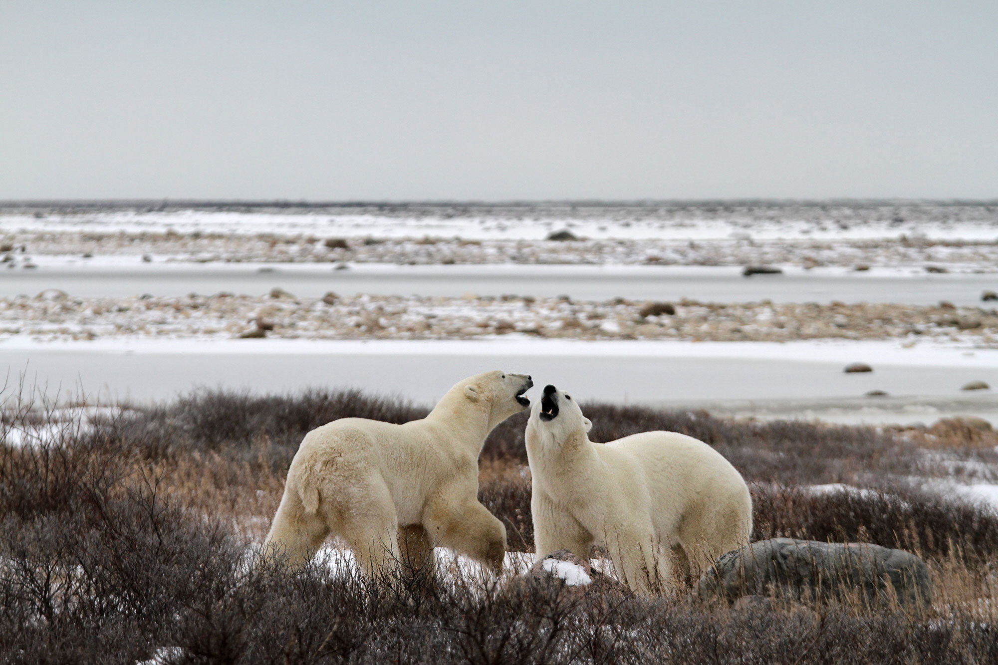 Polar bears on the shores of Canada's Hudson Bay
