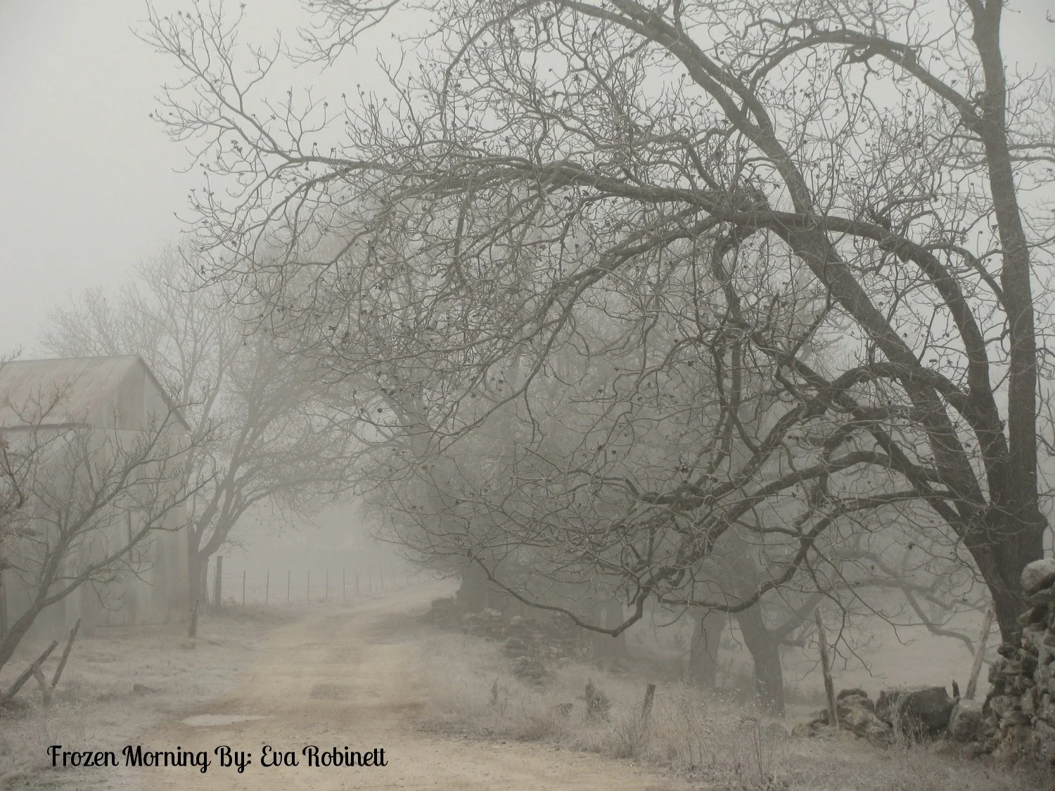 Frozen Morning By: Eva Robinett