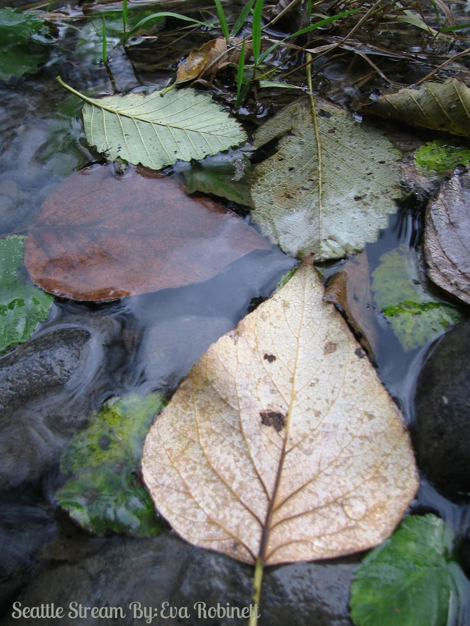 Seattle Stream By: Eva Robinett