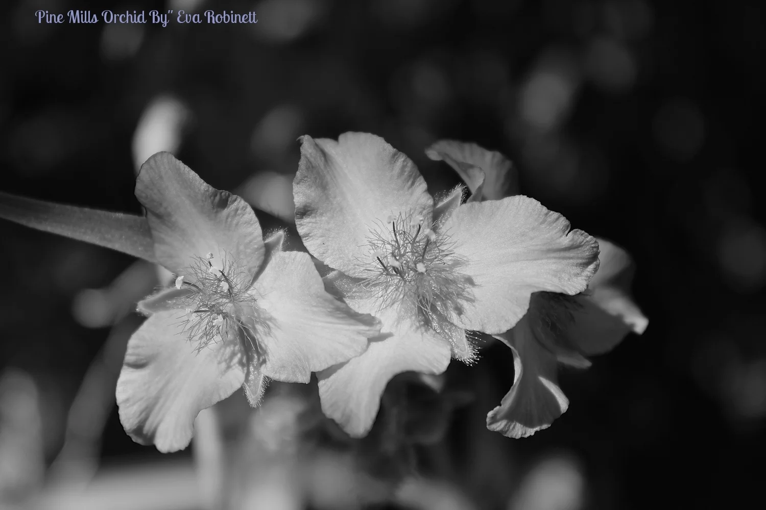 pine mills flower 107.JPG