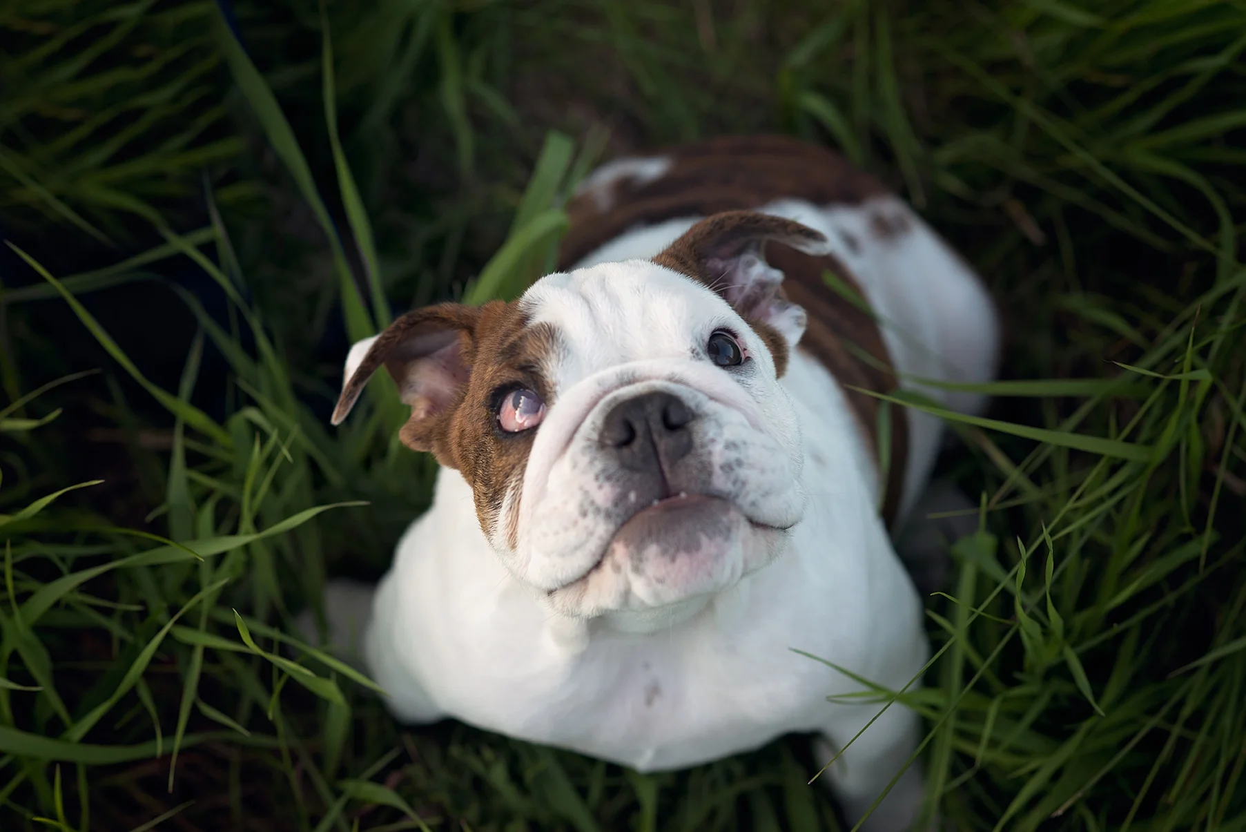 sb-pets.jpg