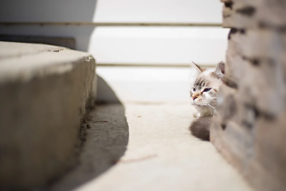 Soulbox Photography Pet Photography