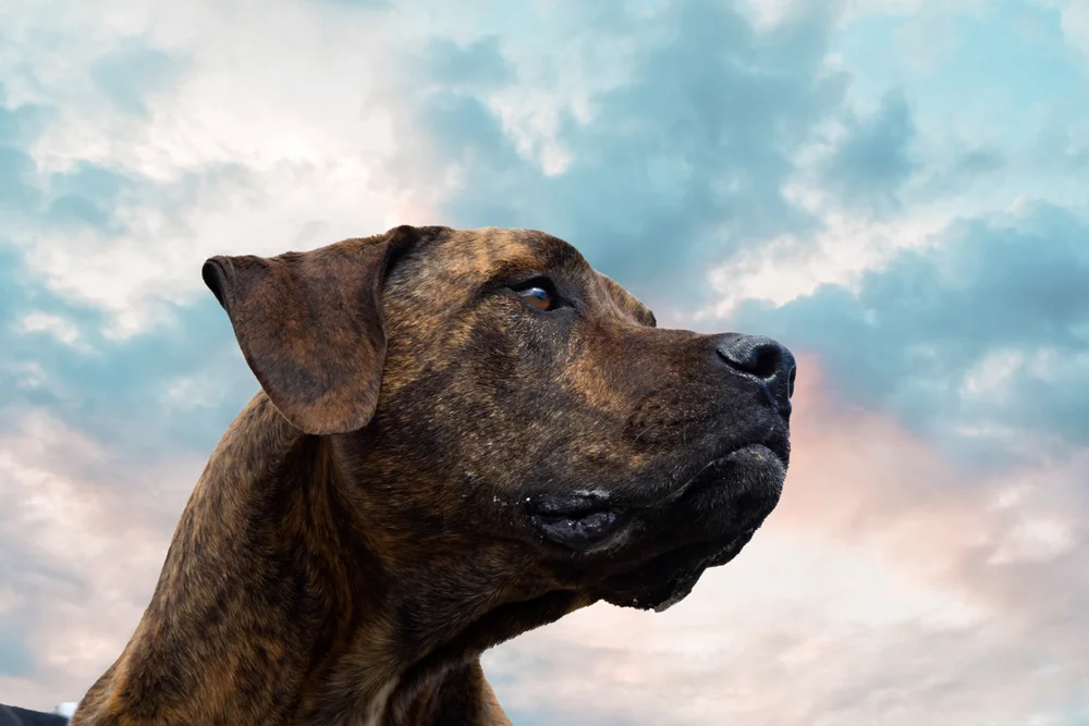 Soulbox Photography Pet Photography