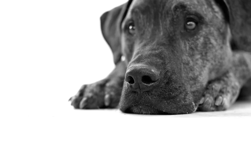 Soulbox Photography Pet Photography