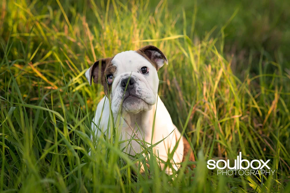 Soulbox Photography Pet Photography