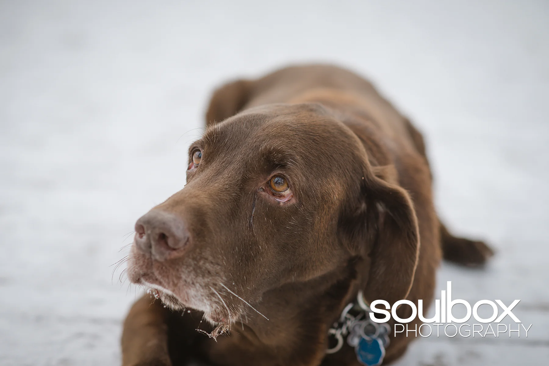 Soulbox Photography Pet Photography Red Deer