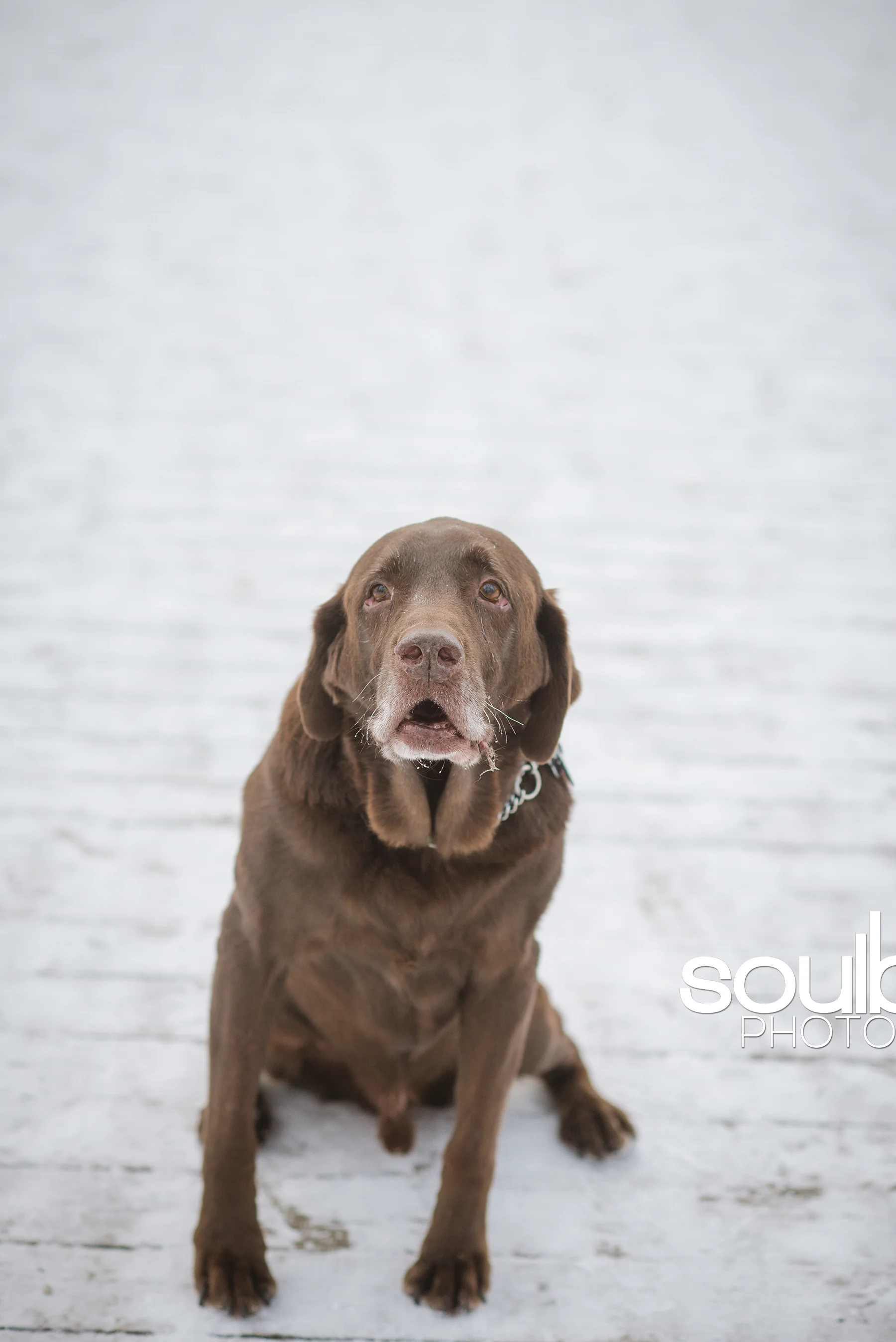 Soulbox Photography Pet Photography Red Deer