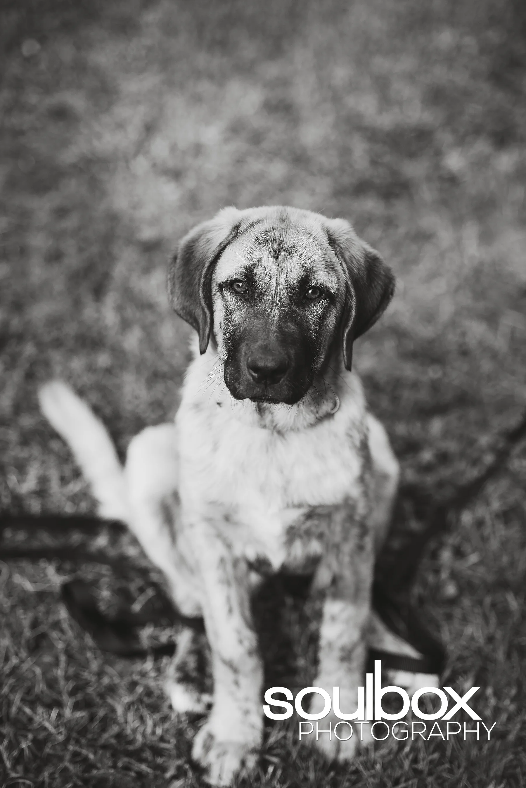 Soulbox Photography Pet Photography Red Deer