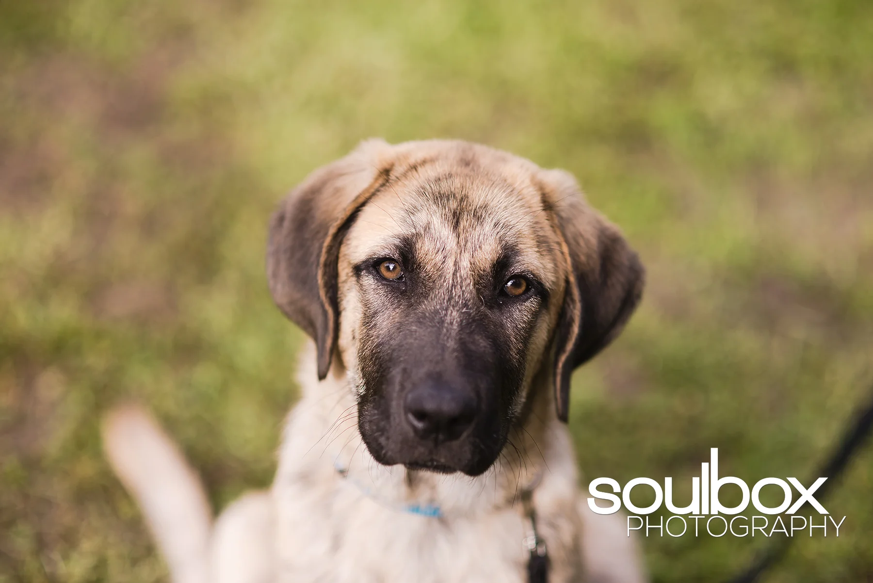 Soulbox Photography Pet Photography Red Deer