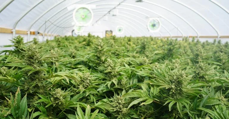 marijuana-TS-590158202_0.jpg