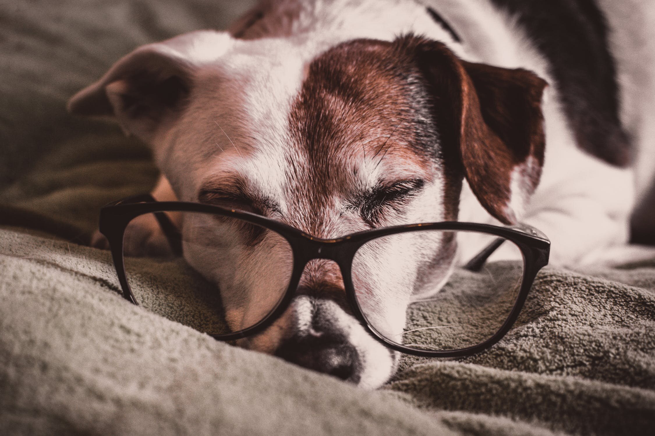 dog article.jpeg