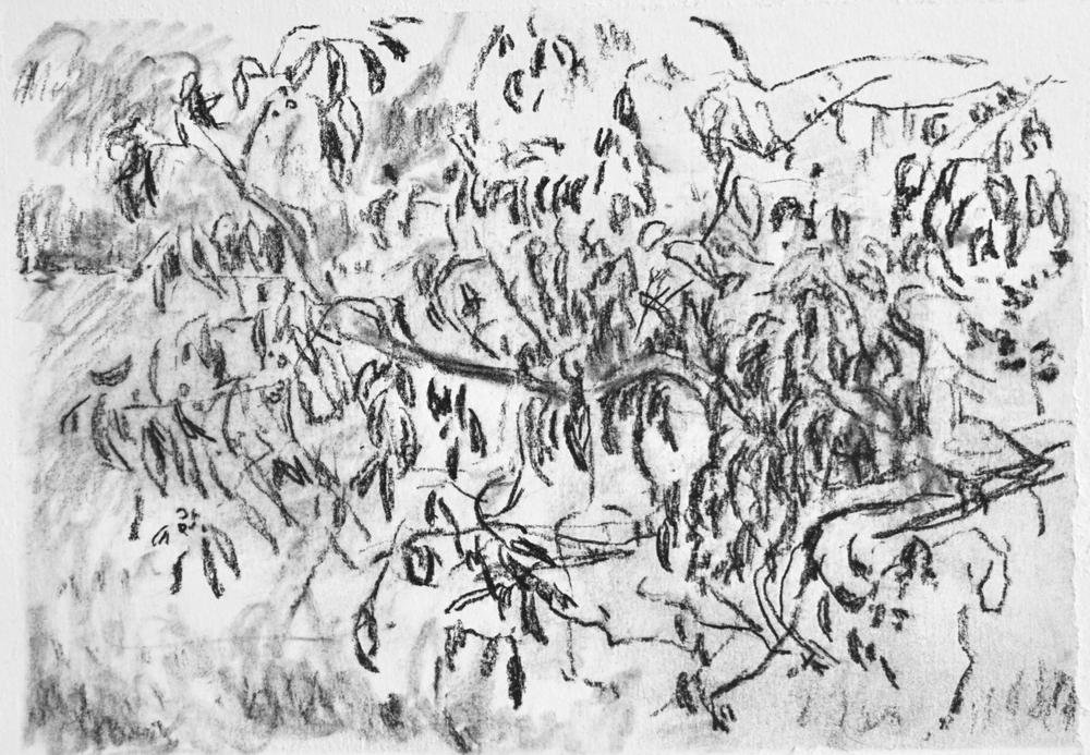 Leaves on the Yarra