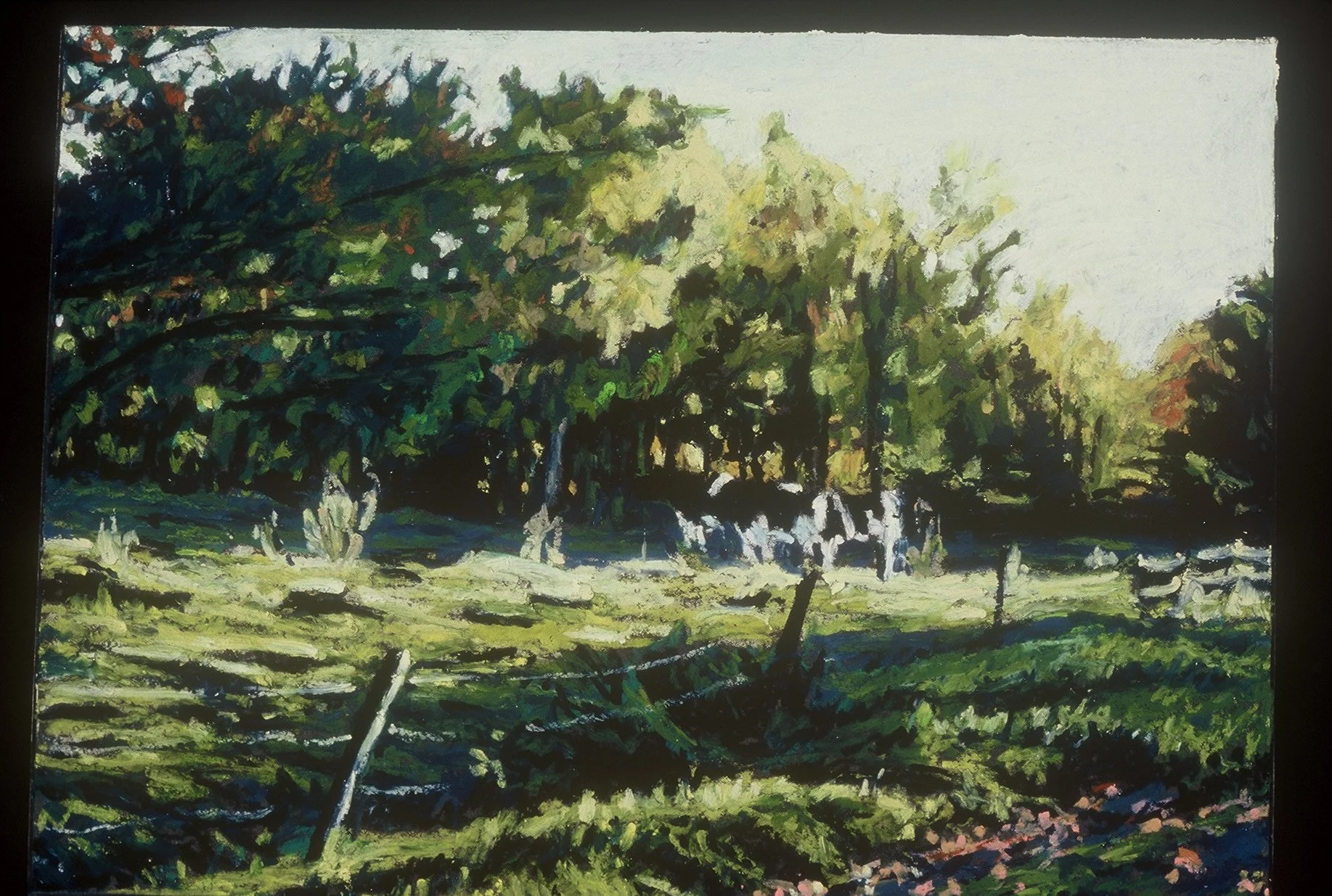 Cows, 1997