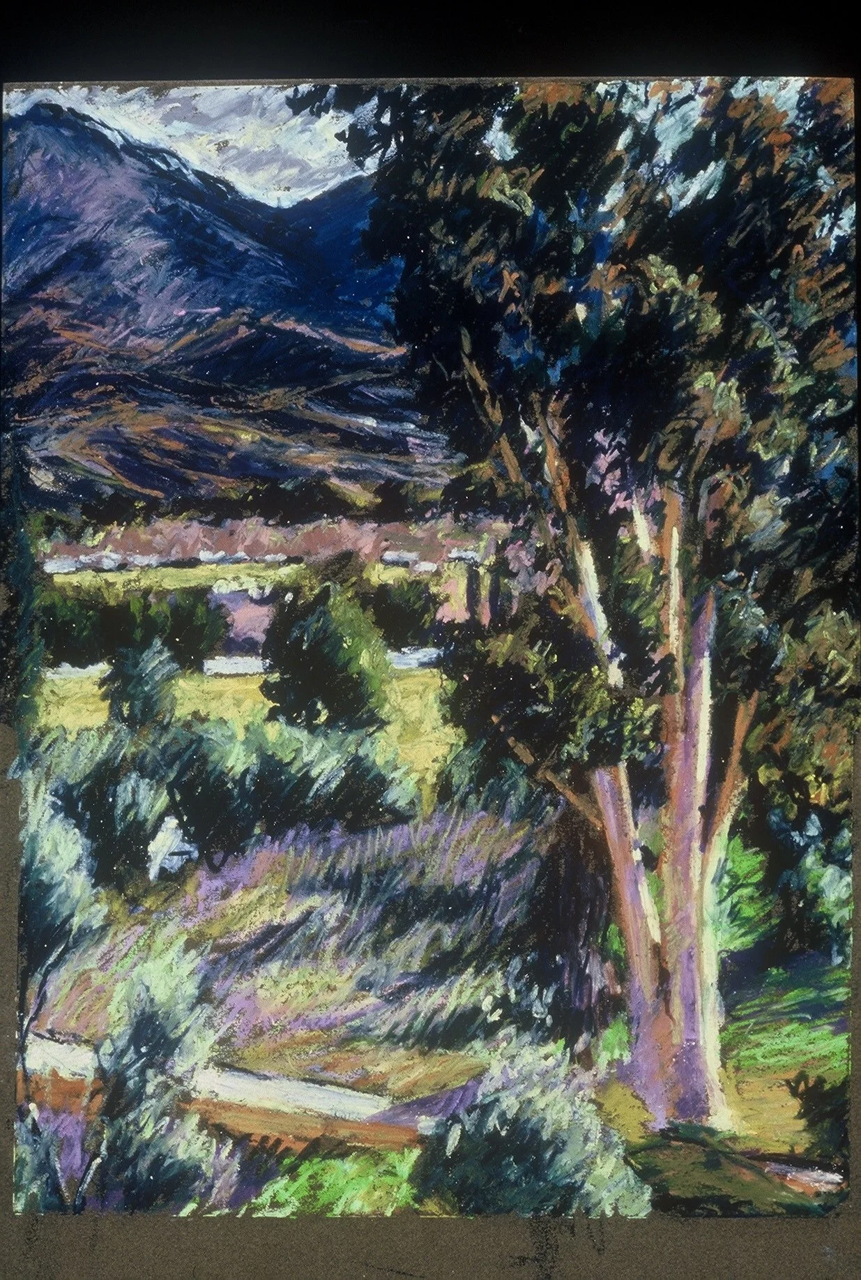 Eucalyptus Tree, 1990